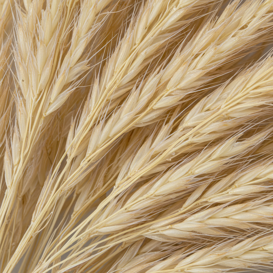 Understanding the Benefits of Ceramosides