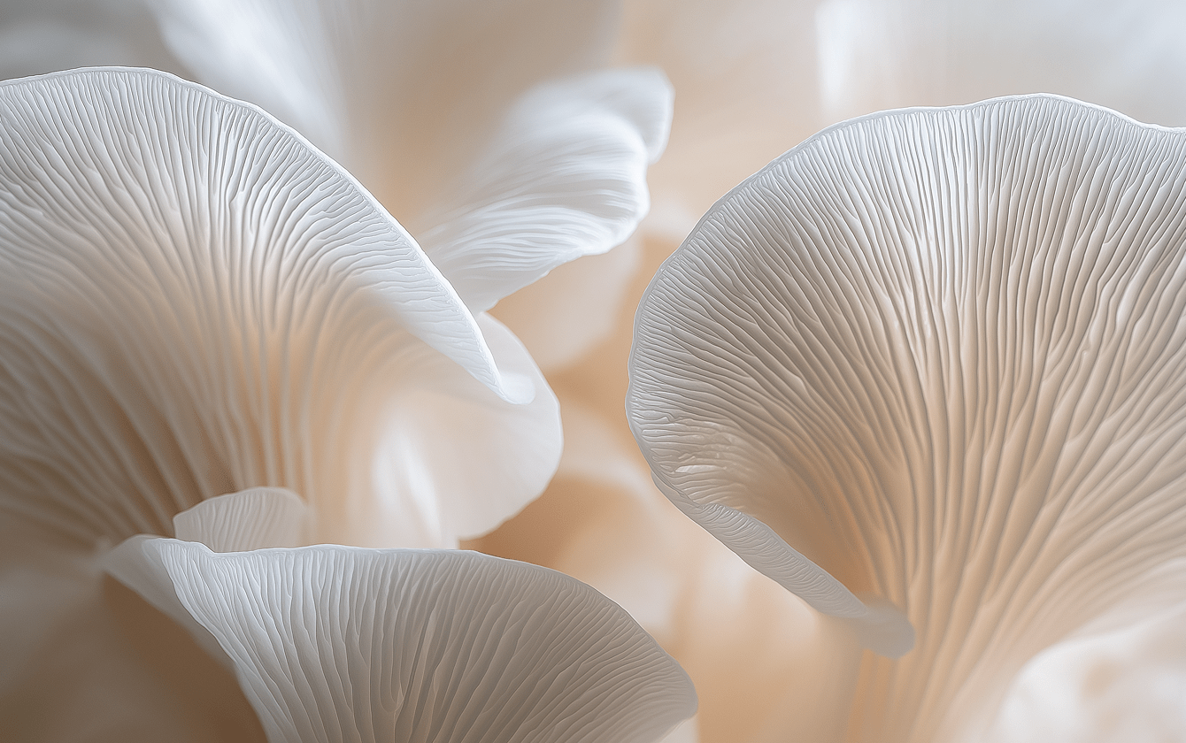 Close-up of white mushrooms with a soft focus background