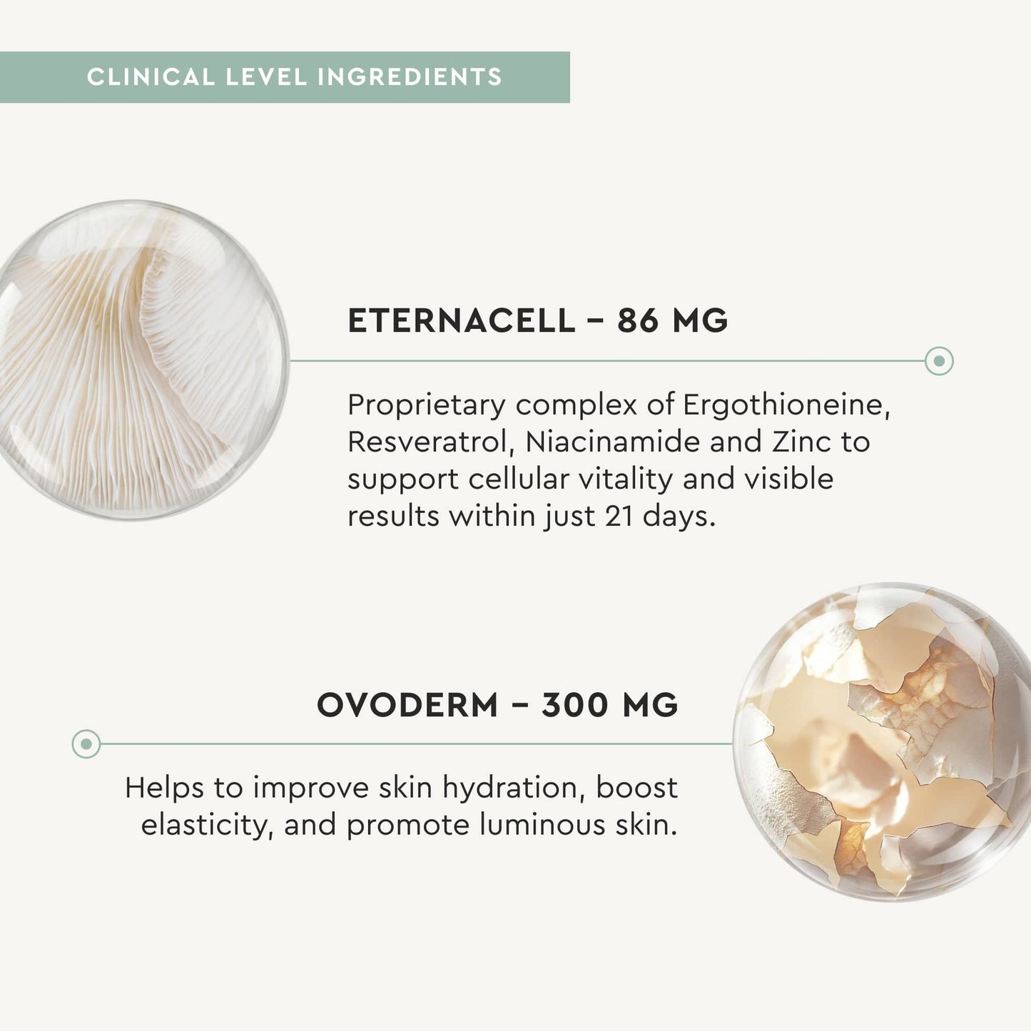 Product label with Eternacell and Ovoderm ingredients and their benefits on a white background. 
Eternacell: Proprietary complex of Ergothioneine, Resveratrol, Niacinamide and Zinc to support cellular vitality and visible results within just 21 days.
Ovoderm: Helps to improve skin hydration, boost elasticity, and promote luminous skin.
